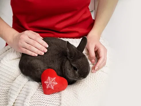 rabbit